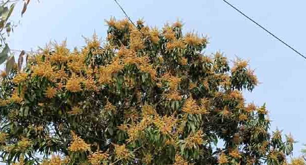 মধুুমাস ঋতুরাজ বসন্ত মাসে প্রকৃতি তার নিজেকে সাঁজাতে ব্যস্ত থাকে