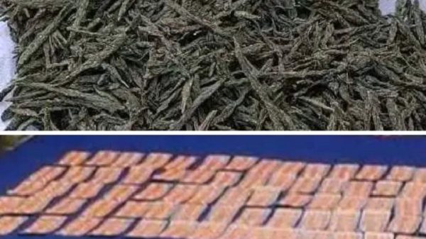 কুষ্টিয়ার হরিপুরে প্রকাশ্যে মাদকের আসর, যুবসমাজ ধ্বংসের পথে