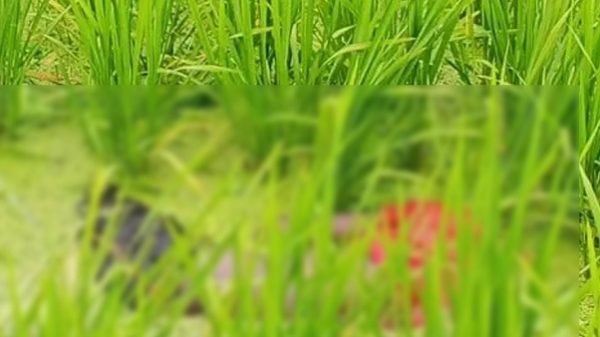 নীলফামারীতে পড়ালেখার পাশাপাশি চালাত বাবার ভ্যান, কিশোরকে হত্যা করে সেই অটোভ্যান ছিনতাই